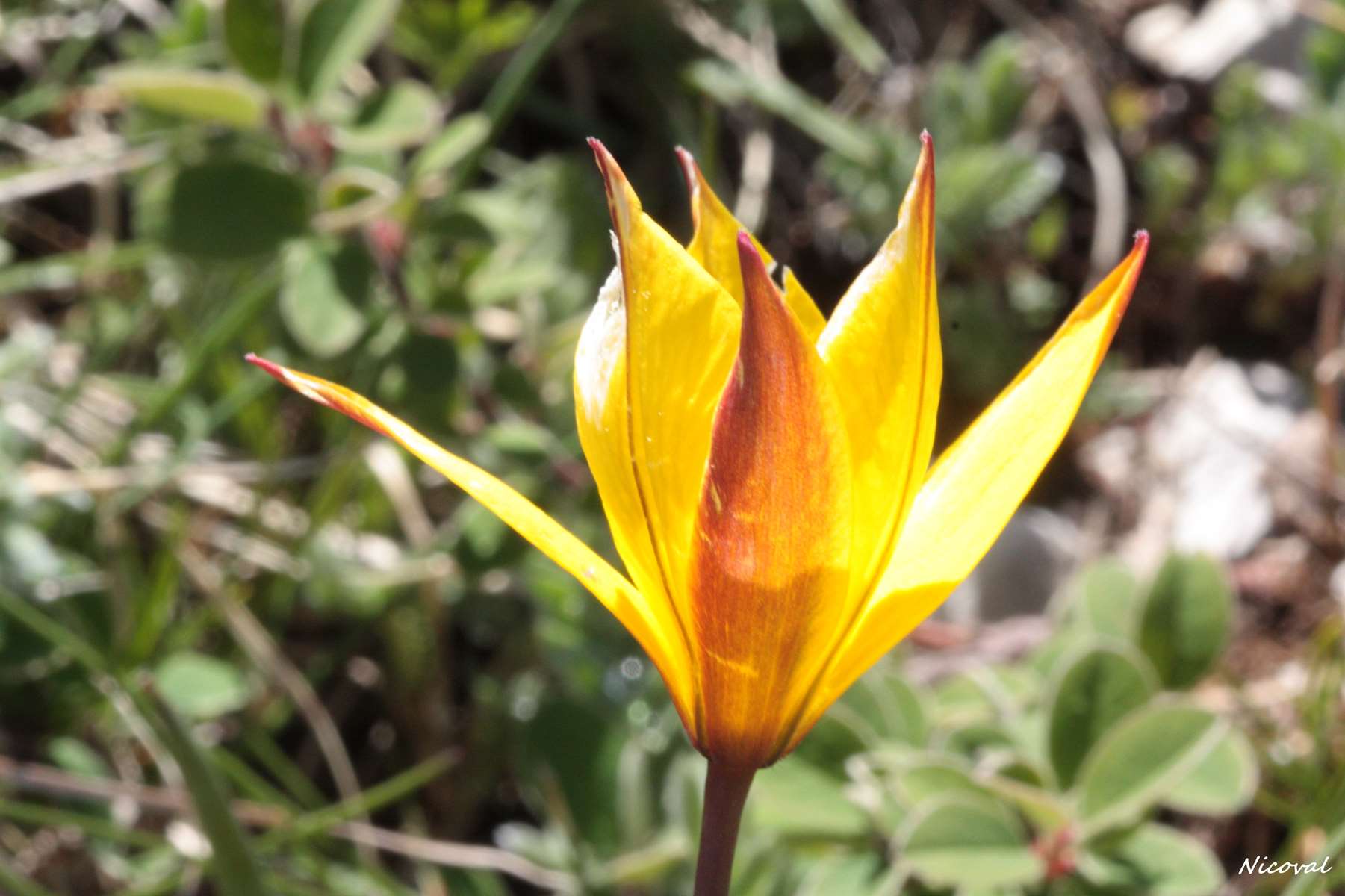 Tulipe australe