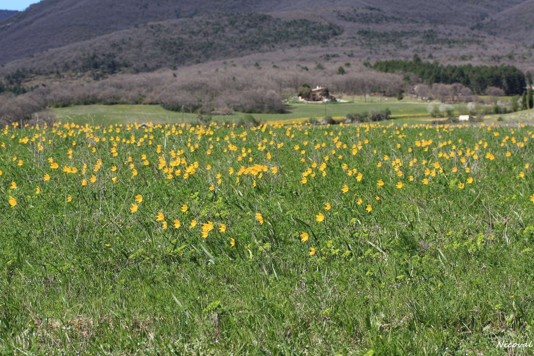 Tulipes Prairie de tulipes