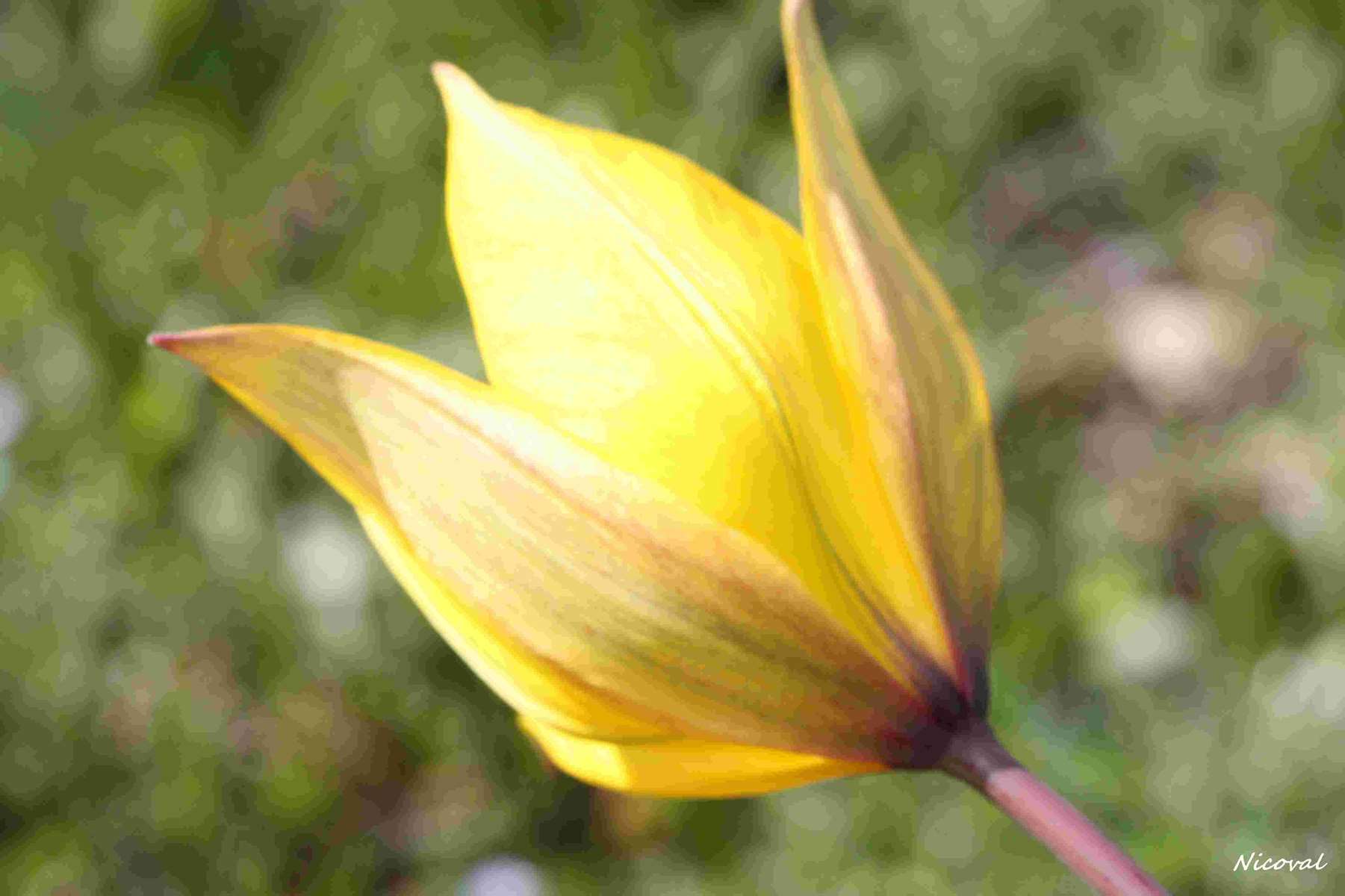Tulipe sylvestre