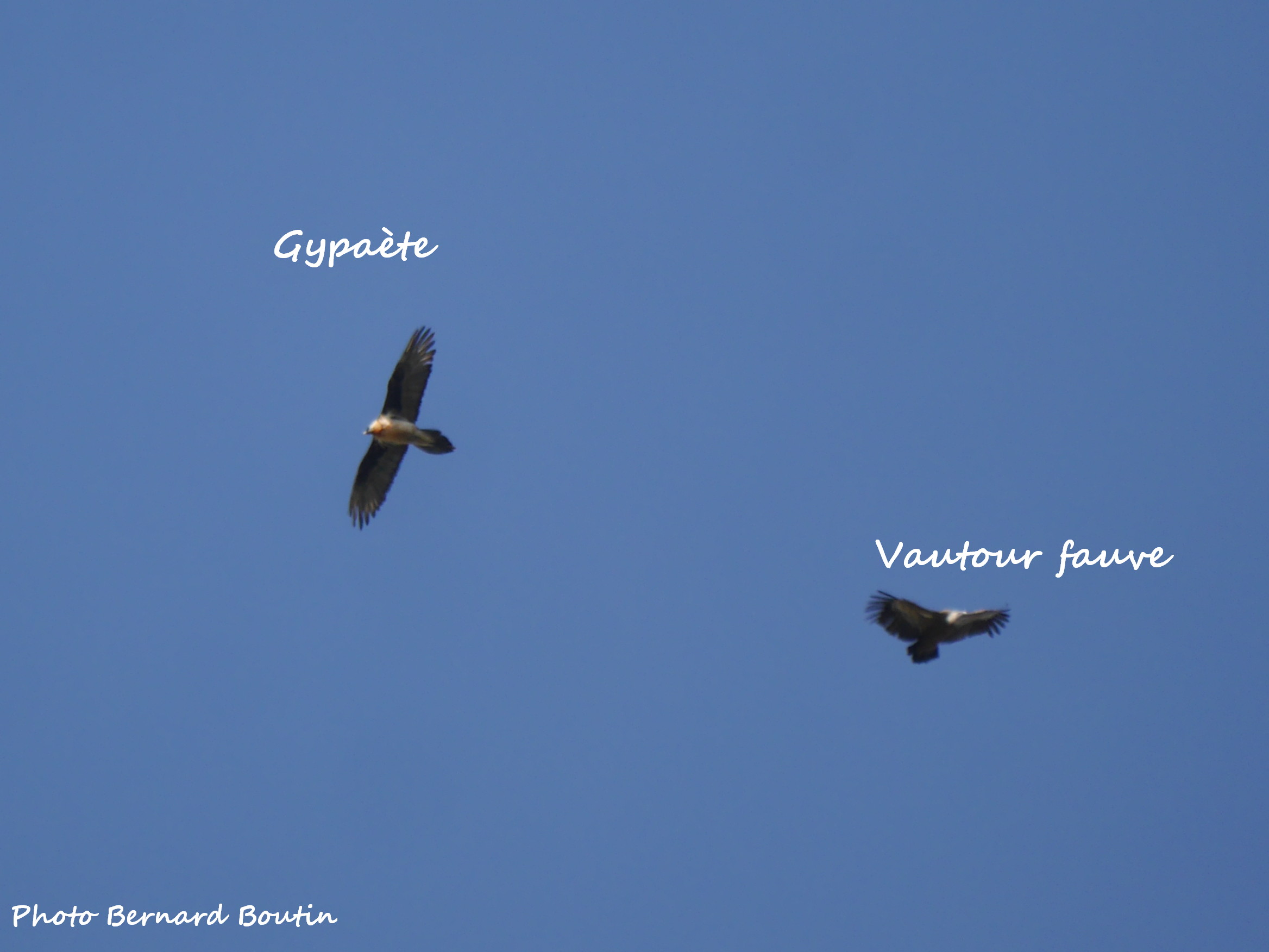 Aide à la determination